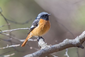 Daurian Redstart 井頭公園 Thu, 3/5/2020