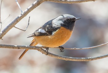 Daurian Redstart 井頭公園 Thu, 3/5/2020