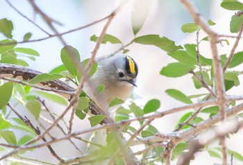 Goldcrest 東京都立桜ヶ丘公園(聖蹟桜ヶ丘) Sun, 3/1/2020