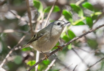 Goldcrest 東京都立桜ヶ丘公園(聖蹟桜ヶ丘) Sun, 3/1/2020