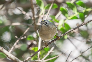 Goldcrest 東京都立桜ヶ丘公園(聖蹟桜ヶ丘) Sun, 3/1/2020