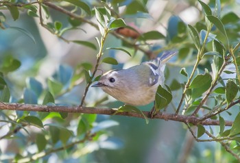 Goldcrest 東京都立桜ヶ丘公園(聖蹟桜ヶ丘) Sun, 3/1/2020