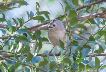 Goldcrest 東京都立桜ヶ丘公園(聖蹟桜ヶ丘) Sun, 3/1/2020