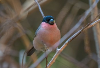 Eurasian Bullfinch(rosacea) Saitama Prefecture Forest Park Sun, 12/29/2019