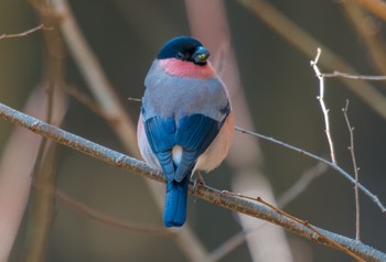 Eurasian Bullfinch(rosacea) Saitama Prefecture Forest Park Sun, 12/29/2019