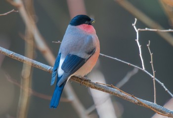 Eurasian Bullfinch(rosacea) Saitama Prefecture Forest Park Sun, 12/29/2019