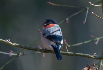 Eurasian Bullfinch(rosacea) Saitama Prefecture Forest Park Sun, 12/29/2019