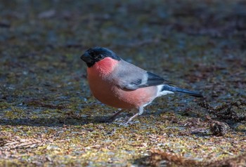 Eurasian Bullfinch(rosacea) Saitama Prefecture Forest Park Sun, 12/29/2019