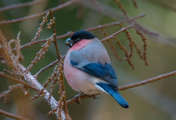 Eurasian Bullfinch(rosacea) Saitama Prefecture Forest Park Sun, 12/29/2019