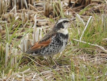 Dusky Thrush 倉敷市藤戸町 Sat, 3/7/2020