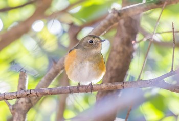 ルリビタキ 東京都立桜ヶ丘公園(聖蹟桜ヶ丘) 2020年1月5日(日)