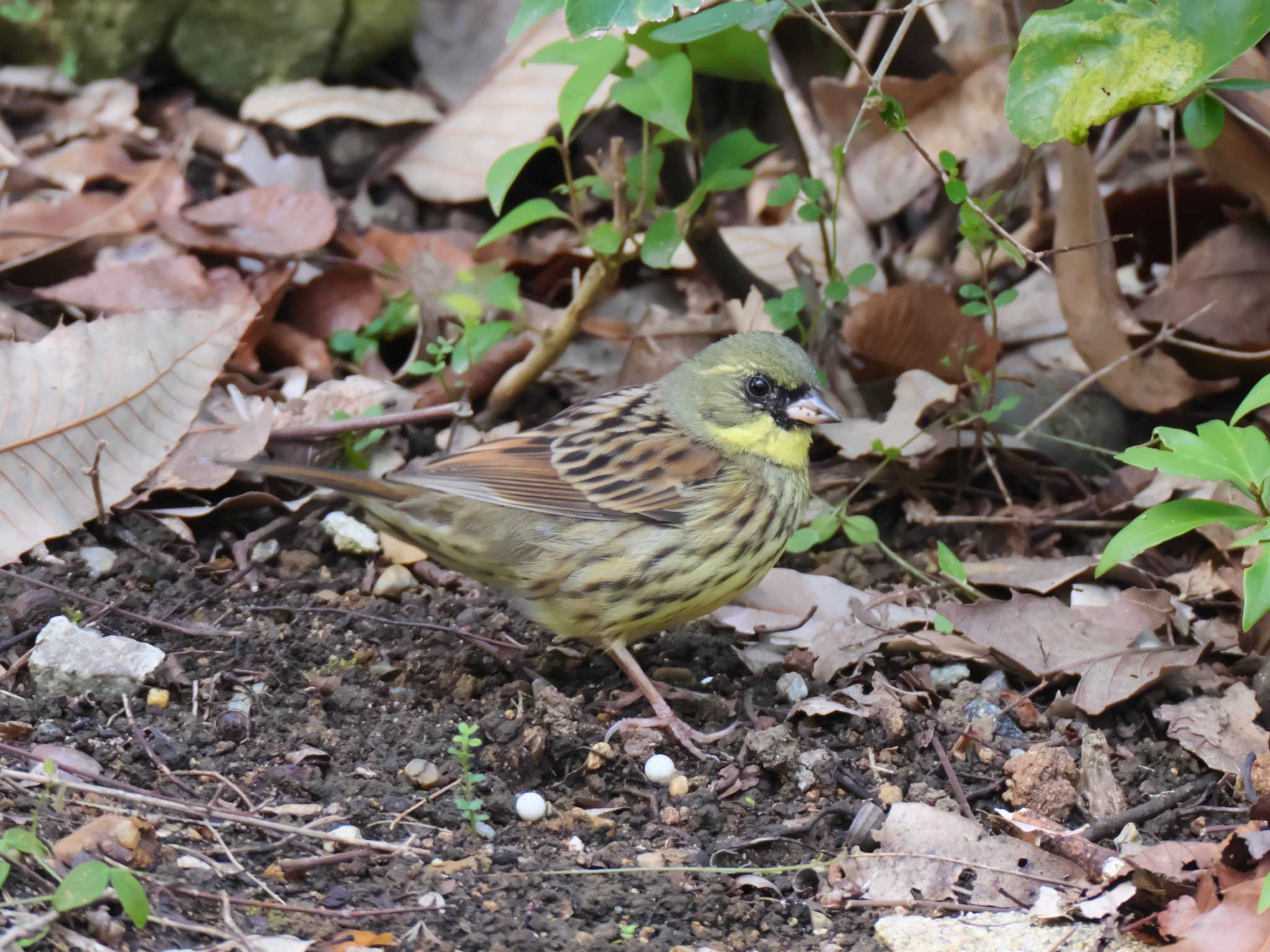 Masked Bunting