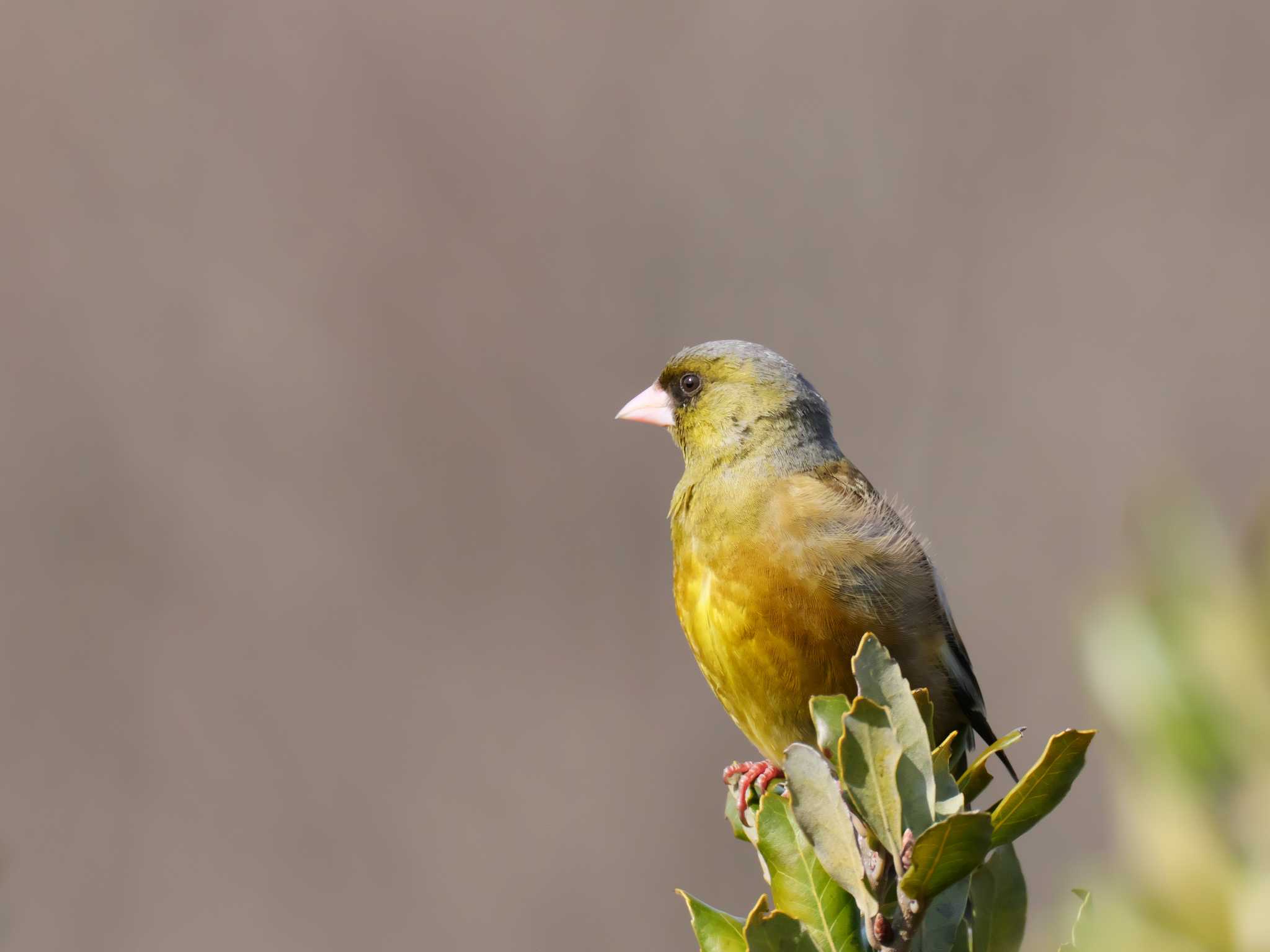 Grey-capped Greenfinch