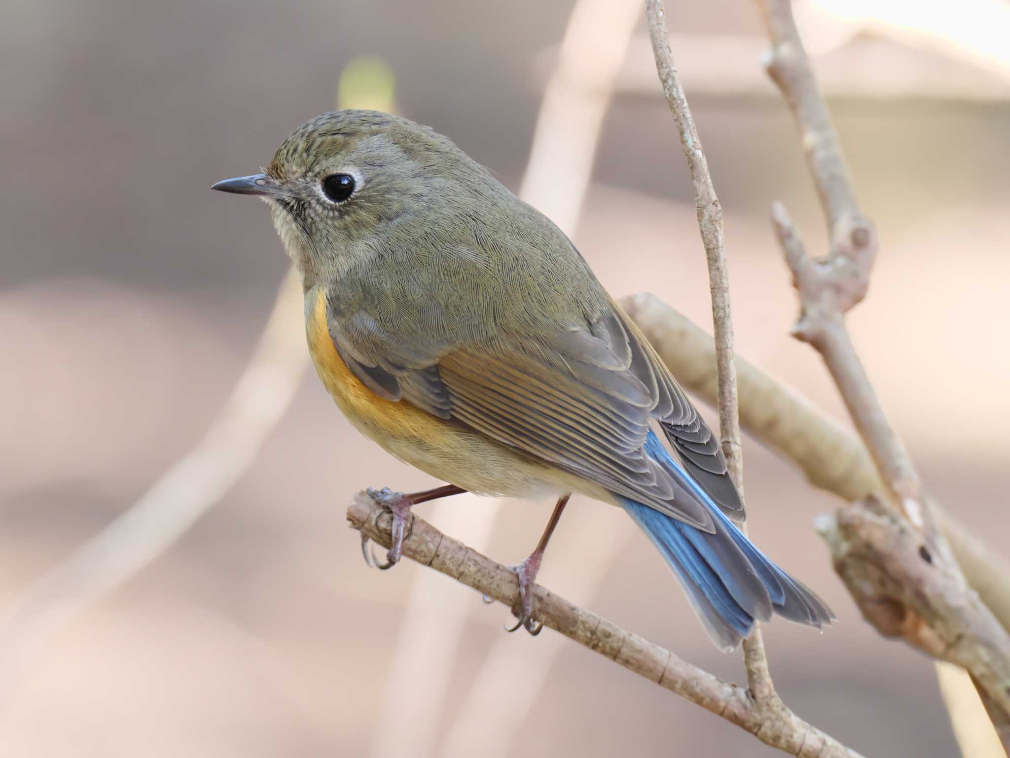 Red-flanked Bluetail