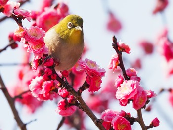 メジロ 西宮市甲東梅林 2020年3月7日(土)