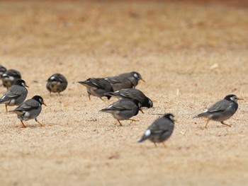 White-cheeked Starling Shinjuku Gyoen National Garden Unknown Date