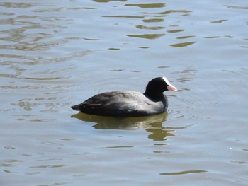 2018年9月19日(水) 手賀沼の野鳥観察記録