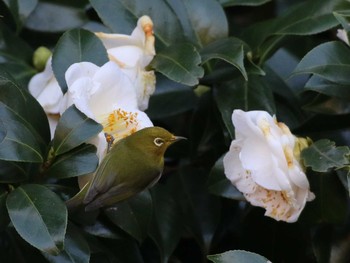 Warbling White-eye Shinjuku Gyoen National Garden Unknown Date