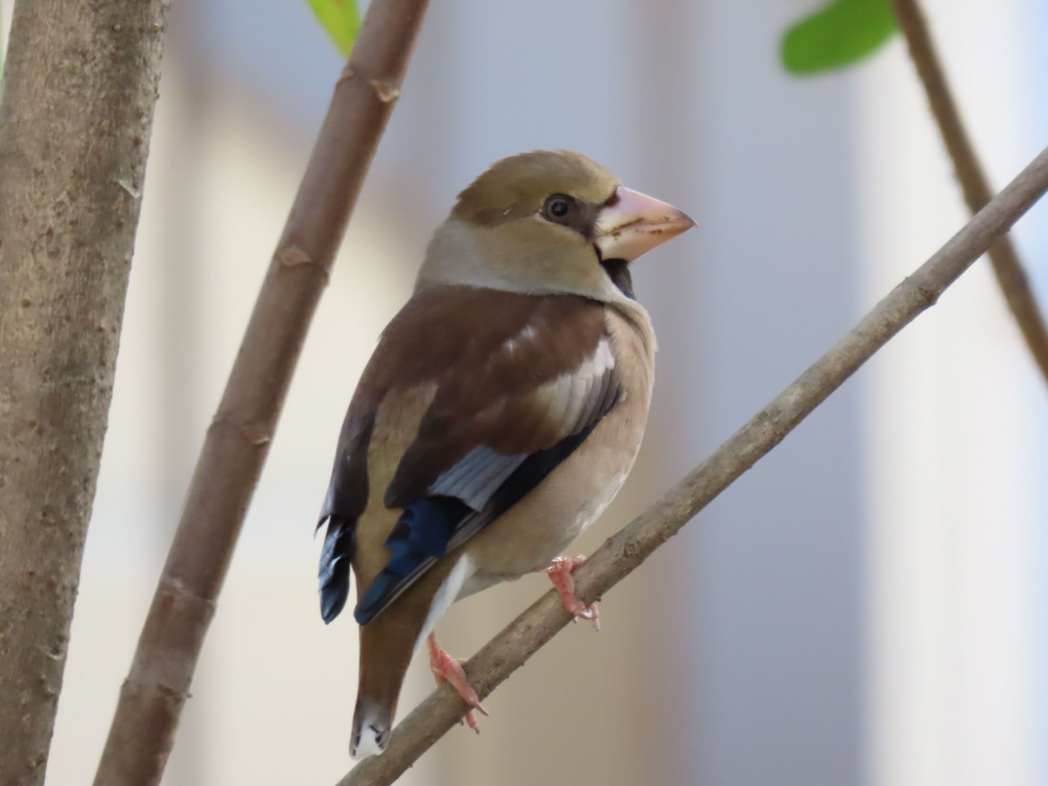 Hawfinch