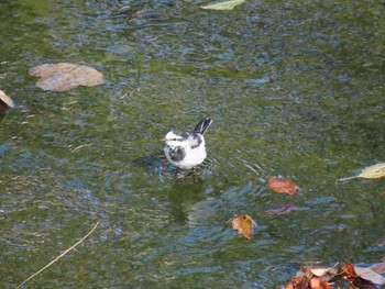 2020年3月7日(土) 服部緑地の野鳥観察記録