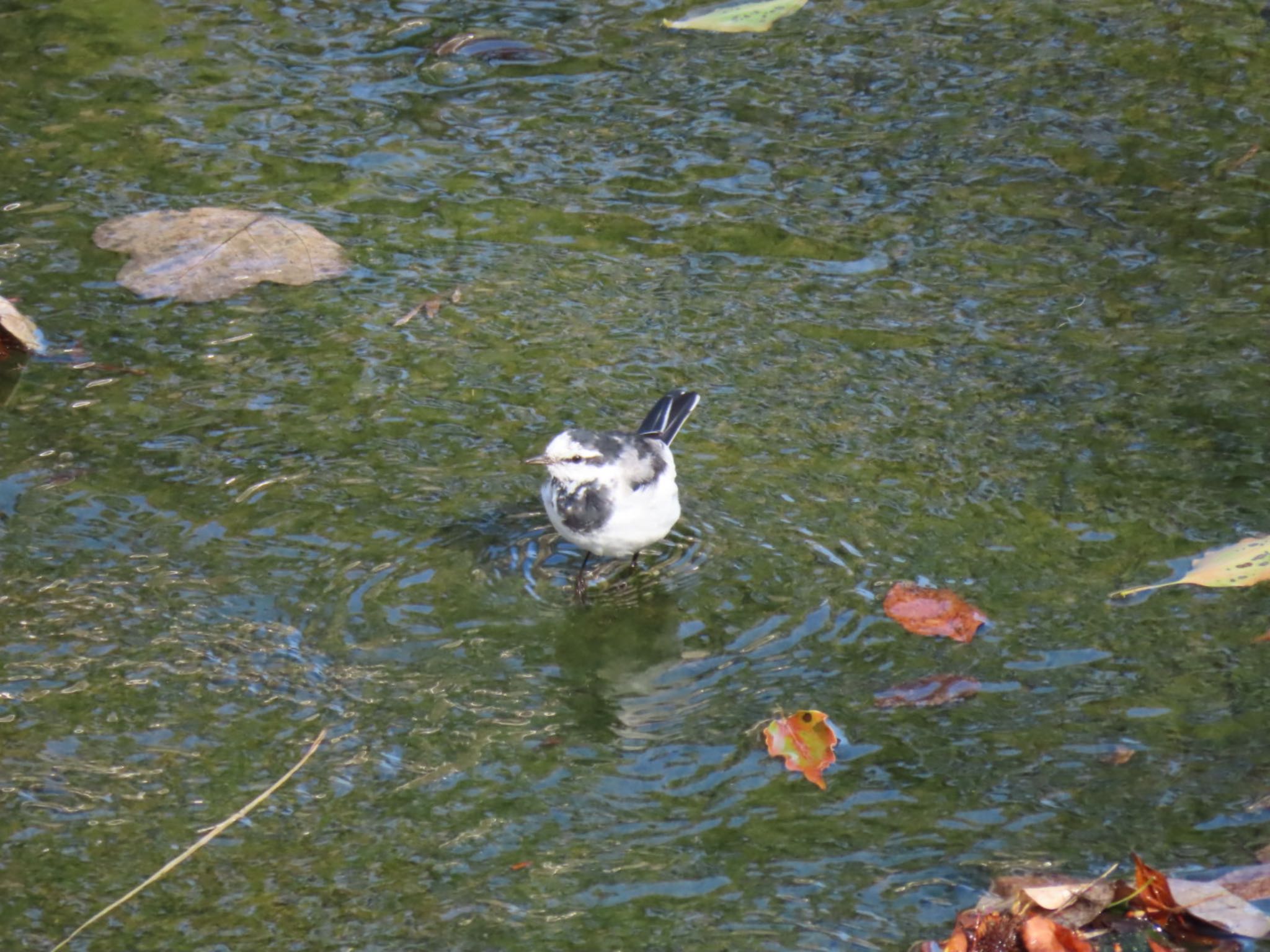 White Wagtail