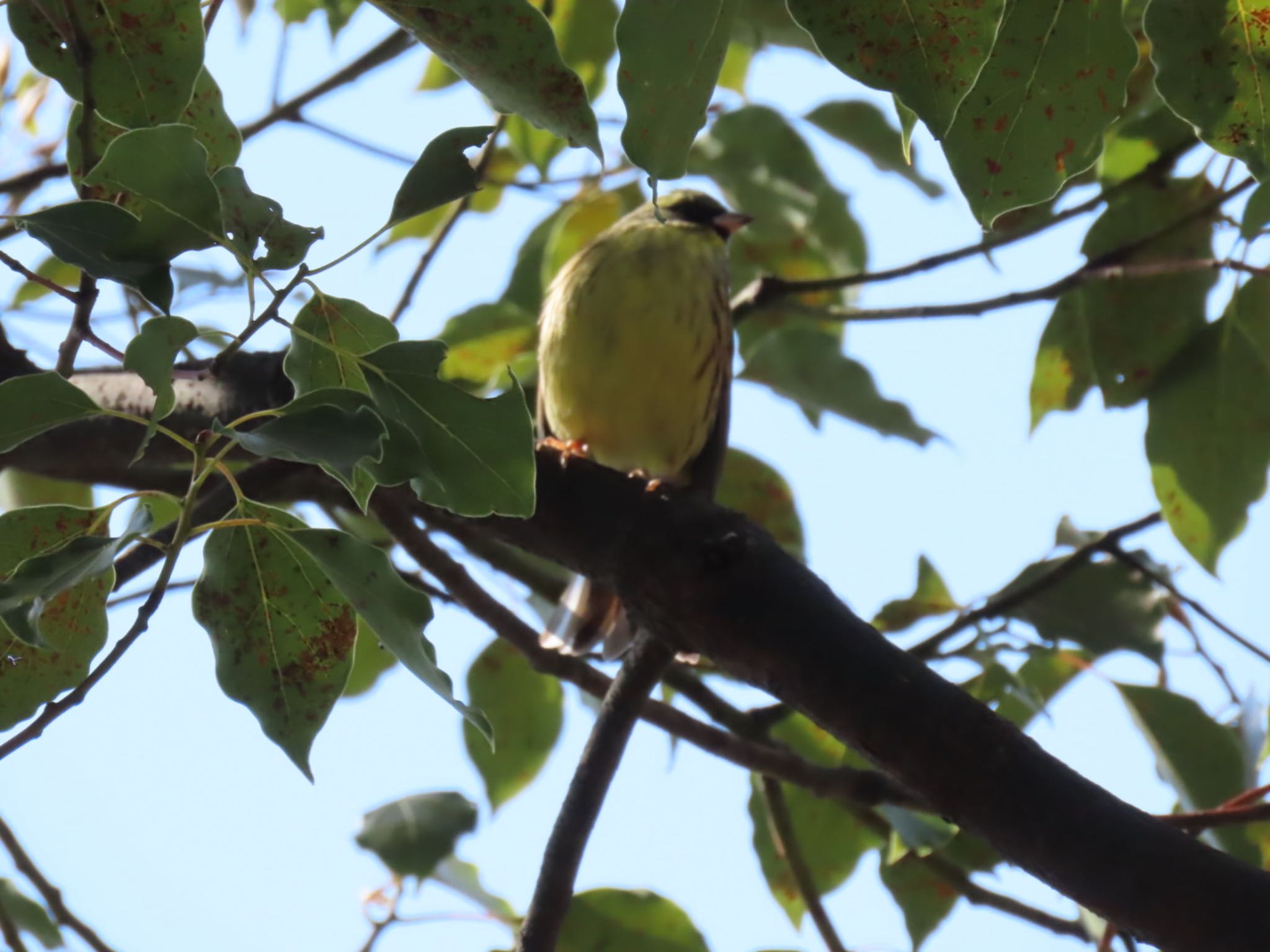 Masked Bunting