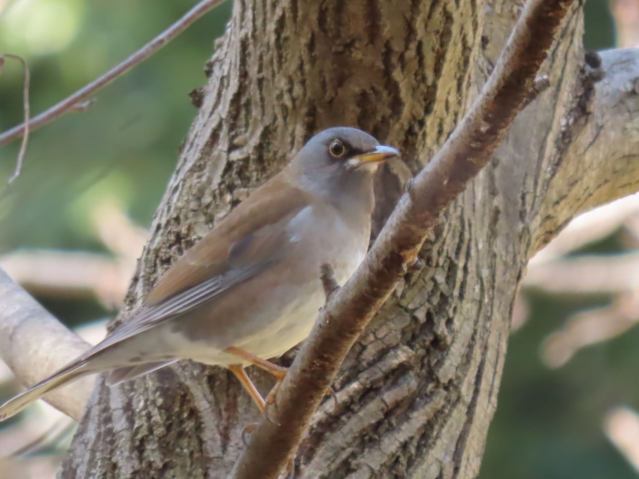 Photo of Pale Thrush at Hattori Ryokuchi Park by 松丸