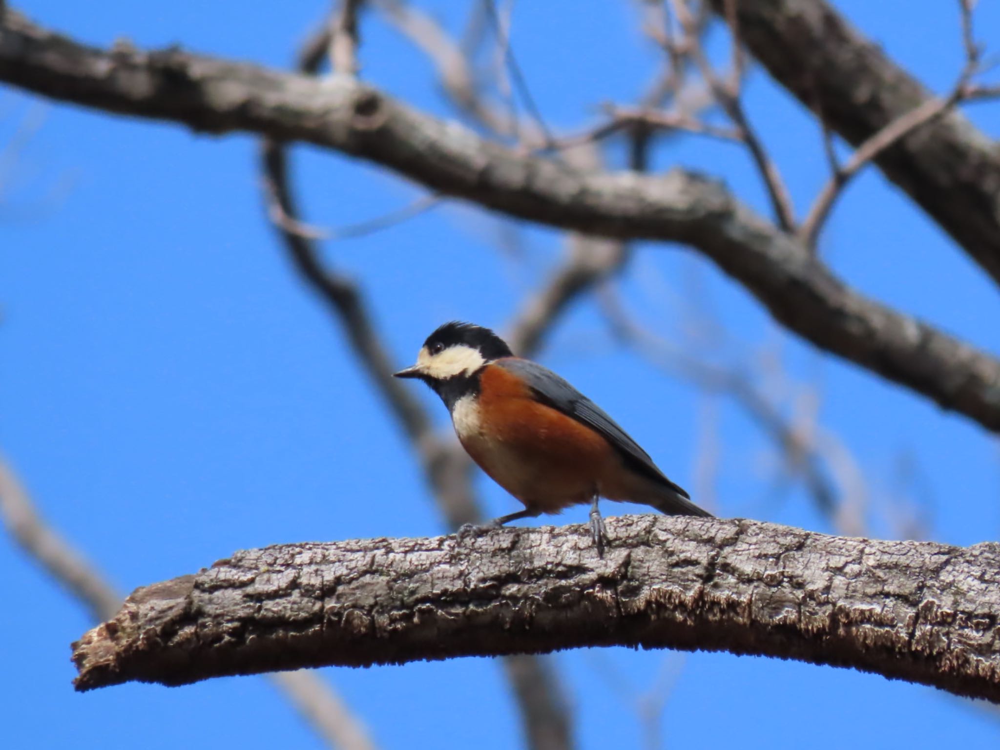 Photo of Varied Tit at Hattori Ryokuchi Park by 松丸