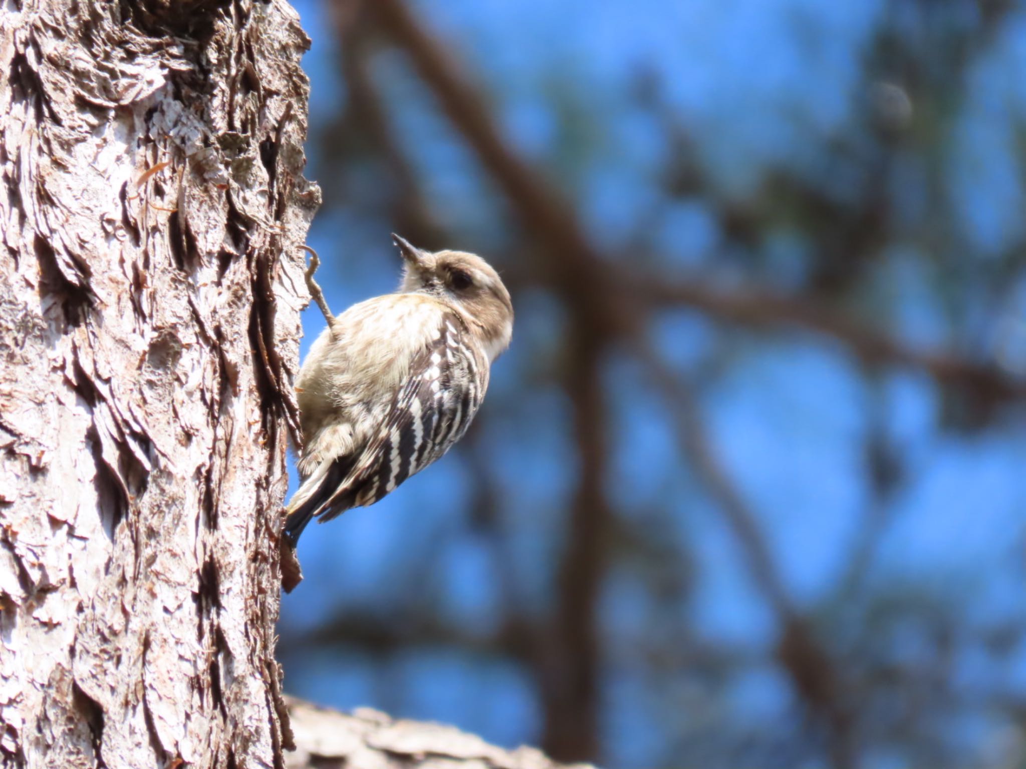 Japanese Pygmy Woodpecker