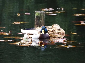 2020年3月7日(土) 明治神宮の野鳥観察記録