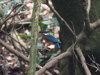 カワセミ 明治神宮 2020年3月7日(土)