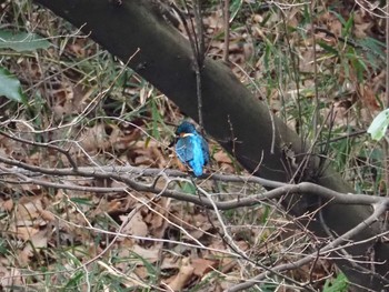 Indigo-banded Kingfisher