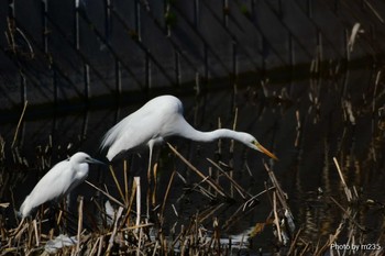 Great Egret Unknown Spots Sun, 3/1/2020