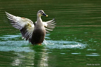 Eastern Spot-billed Duck 櫛形山周辺 Sun, 3/1/2020