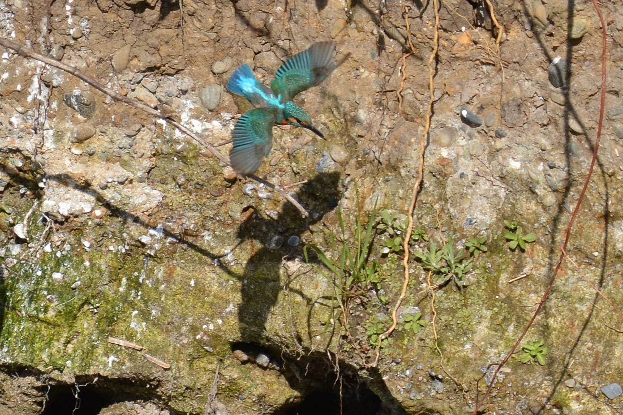 Photo of Common Kingfisher at Nogawa by geto