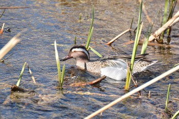 2020年3月6日(金) 野川の野鳥観察記録