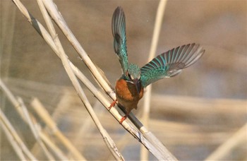 カワセミ 大泉緑地 2020年3月7日(土)