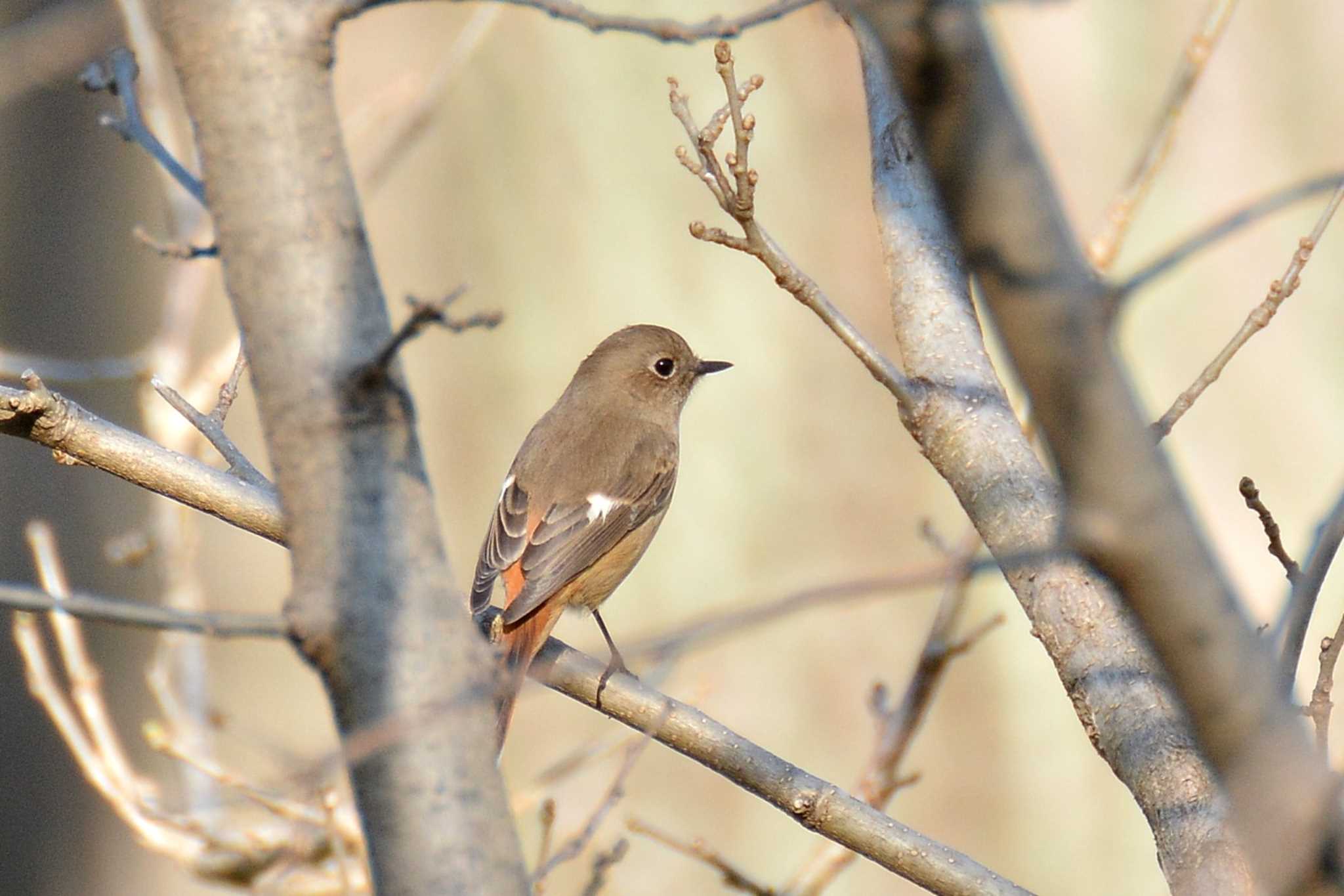 野川 ジョウビタキの写真 by geto