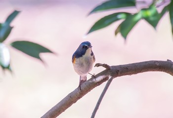 ルリビタキ 東京都立桜ヶ丘公園(聖蹟桜ヶ丘) 2020年3月1日(日)