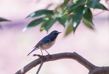 ルリビタキ 東京都立桜ヶ丘公園(聖蹟桜ヶ丘) 2020年3月1日(日)