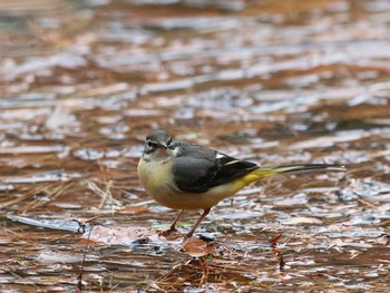 Grey Wagtail Shinjuku Gyoen National Garden Unknown Date