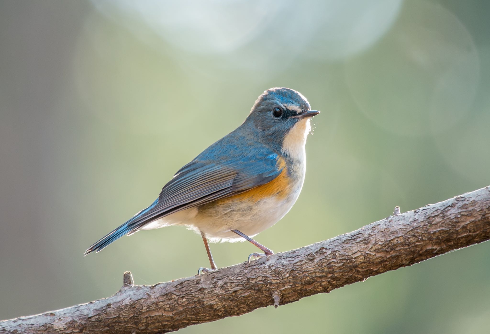 Photo of Red-flanked Bluetail at 東京都立桜ヶ丘公園(聖蹟桜ヶ丘) by Jgogo