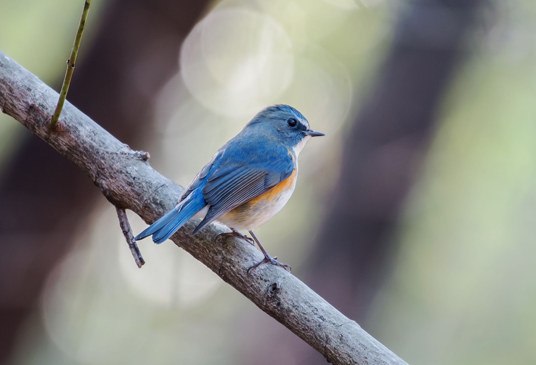 Photo of Red-flanked Bluetail at 東京都立桜ヶ丘公園(聖蹟桜ヶ丘) by Jgogo