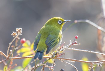 メジロ 北本自然観察公園 2019年12月31日(火)