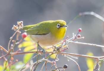 メジロ 北本自然観察公園 2019年12月31日(火)