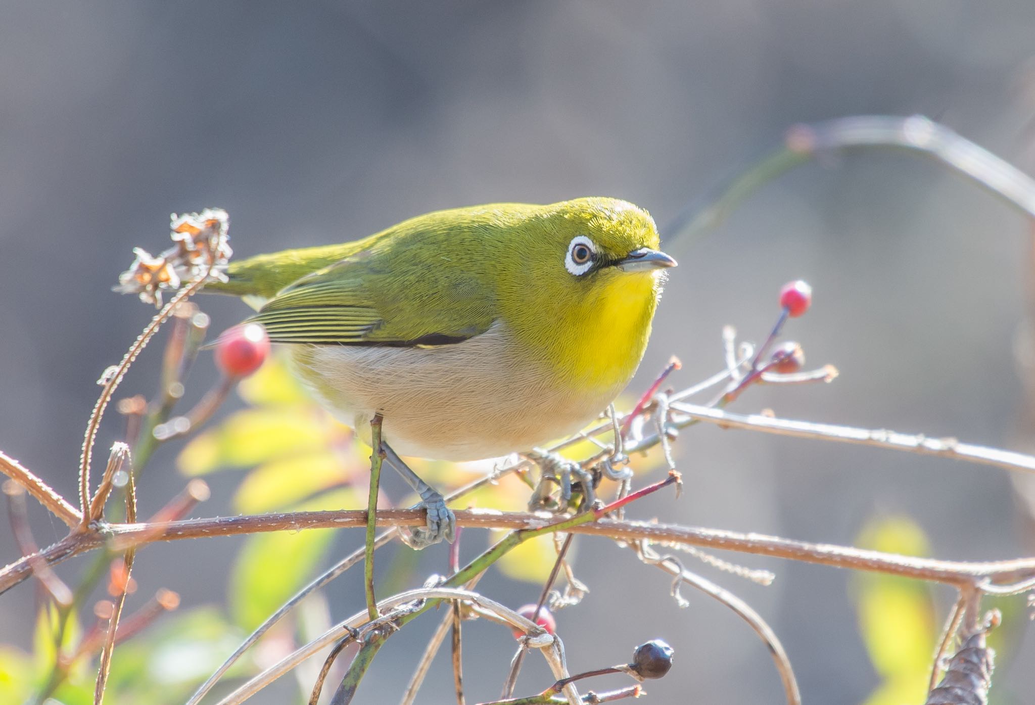 Photo of Warbling White-eye at Kitamoto Nature Observation Park by Jgogo