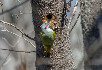 Japanese Green Woodpecker 東京都立桜ヶ丘公園(聖蹟桜ヶ丘) Fri, 12/27/2019
