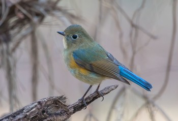 ルリビタキ 東京都立桜ヶ丘公園(聖蹟桜ヶ丘) 2019年12月11日(水)