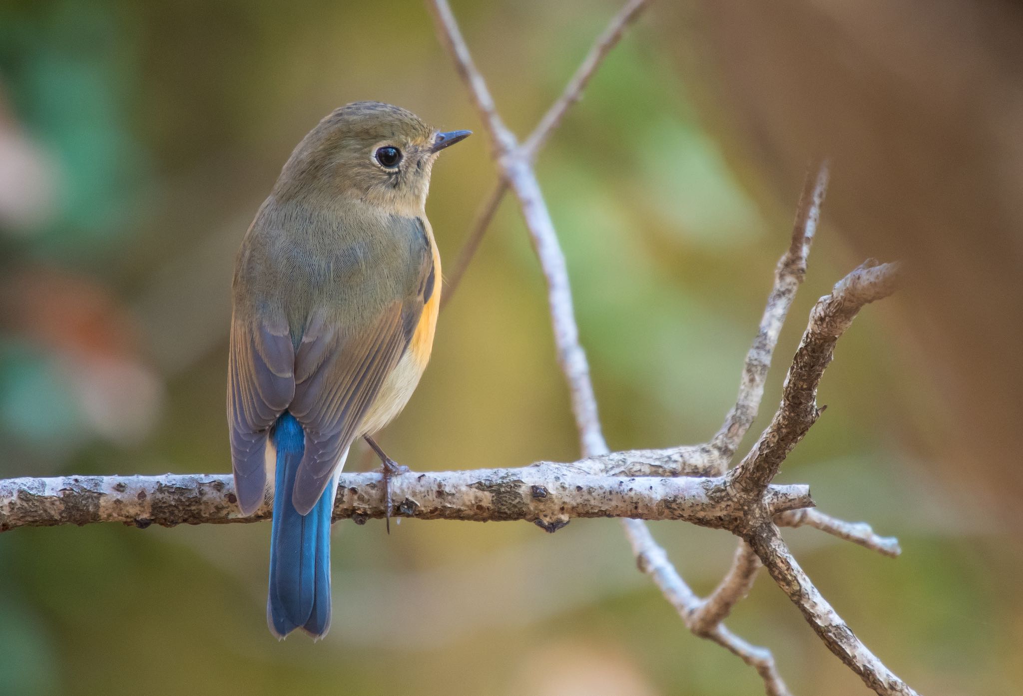 Photo of Red-flanked Bluetail at 東京都立桜ヶ丘公園(聖蹟桜ヶ丘) by Jgogo