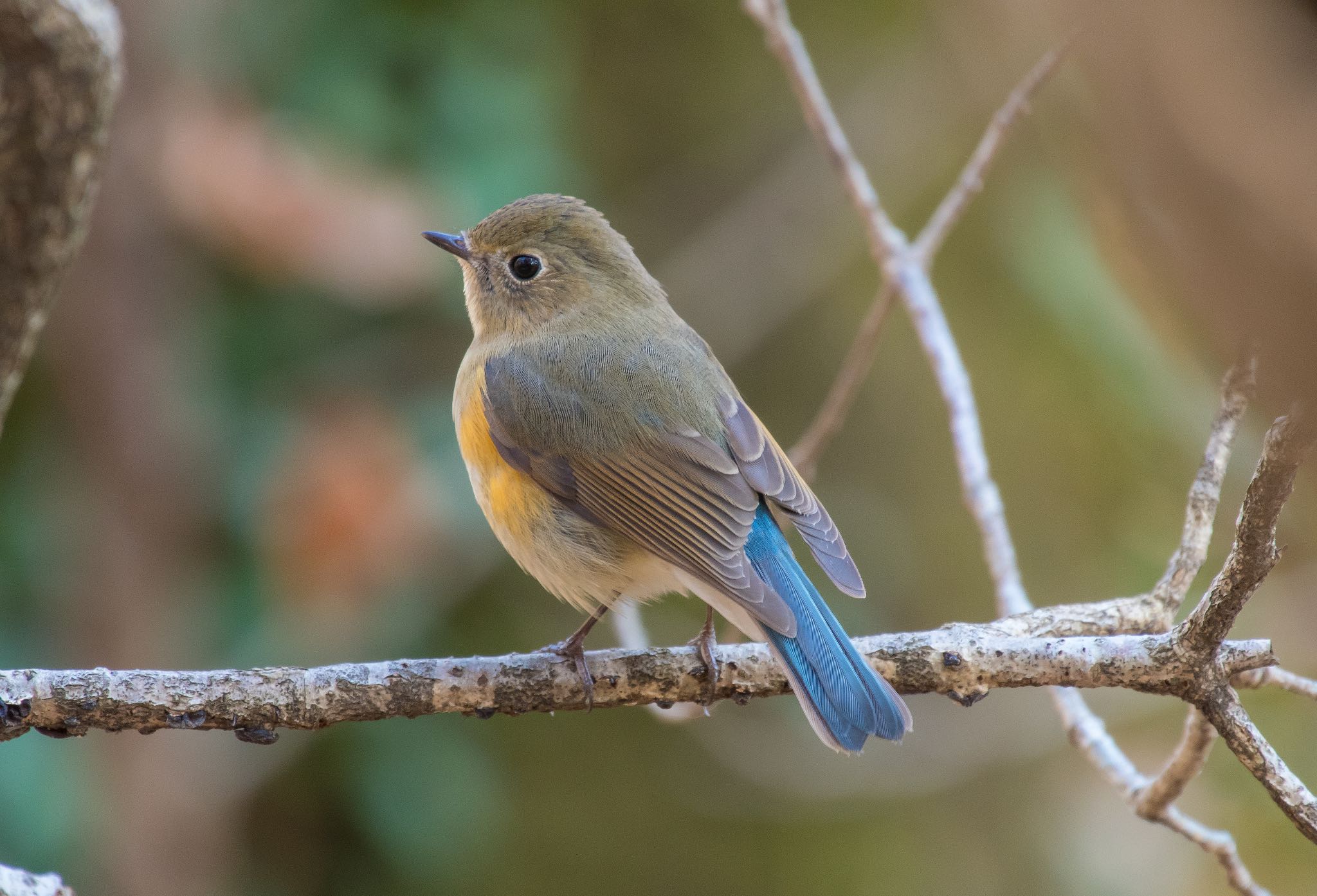 Photo of Red-flanked Bluetail at 東京都立桜ヶ丘公園(聖蹟桜ヶ丘) by Jgogo